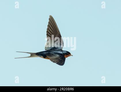 Barn Swallow (Hirundo rustica) Antelope Island Utah États-Unis Banque D'Images