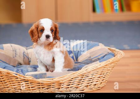 Cavalier King Charles Spaniel, Blenheim, chiot, 10 semaines, dans un panier pour chiens Banque D'Images