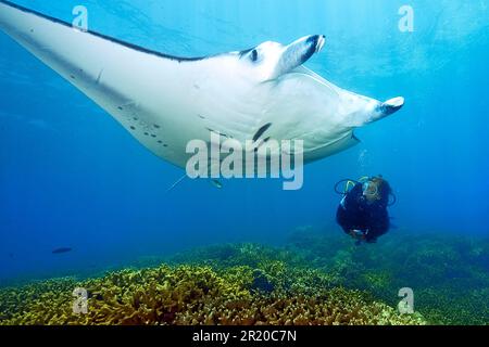 Manta, rayons de Manta, rayons de diable, rayon de manta de récif (Manta alfredi), Océan Pacifique, Micronésie Banque D'Images