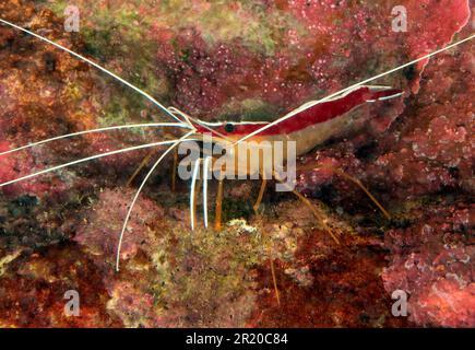 Crevettes plus propres du Pacifique (Lysmata amboinensis), crevettes plus propres à bandes blanches Banque D'Images