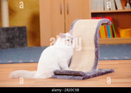 Chat sacré de Birmanie, lilas-tabby-point, 5 mois Banque D'Images
