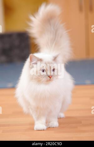 Chat sacré de Birmanie, homme, lilas-tabby-point, 1 1/2 ans Banque D'Images