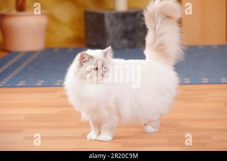 Chat sacré de Birmanie, homme, lilas-tabby-point, 1 1/2 ans Banque D'Images