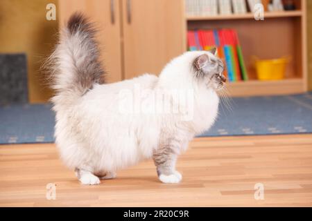 Chat sacré de Birmanie, point de tabby du phoque, 2 ans Banque D'Images