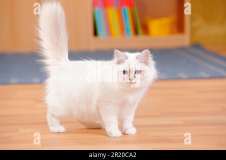 Chat sacré de Birmanie, lilas-tabby-point, 5 mois Banque D'Images