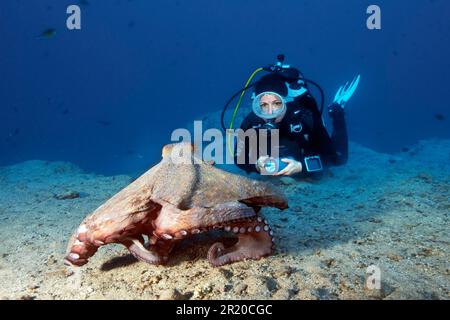 Plongeur et énorme poulpe (Octopus vulgaris), Fuerteventura, Îles Canaries, Espagne Banque D'Images