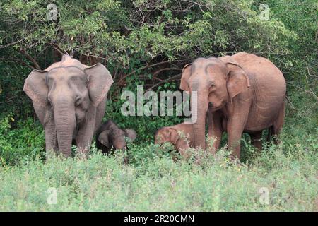 Éléphant d'Asie (Elepha maximus), Parc national de Yala, Sri Lanka Banque D'Images