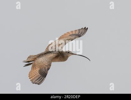 Courlis à long bec (Numenius americanus) volant au parc national d'Antelope Island, Utah Banque D'Images