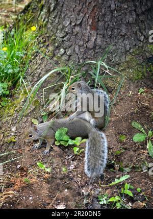 Une paire d'écureuils gris de l'est, également connus sous le nom d'écureuils gris (Sciurus carolinensis) en Virginie, aux États-Unis. Banque D'Images