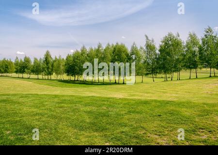 Parcours de golf situé dans le parc Bazantarnia à Siemianowice, Silésie, Pologne. Pelouse parfaitement coupée entourée d'arbres verts et frais. Rangée du bouleau tre Banque D'Images