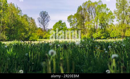 Prairie entourée d'arbres au printemps. Herbes hautes avec d'innombrables pissenlits dans la lumière du soleil. Jeunes feuilles fraîches sur les arbres. Belle journée ensoleillée Banque D'Images