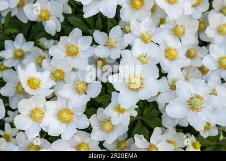 Été frais petites fleurs blanches dans le jardin arrière-plan, vue de dessus Banque D'Images
