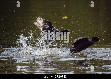 16 mai 2023, Londres, Angleterre, Royaume-Uni: Une paire de cuisiniers eurasiens (Fulica atra) se poursuivent dans un lac dans un parc londonien. (Credit image: © Vuk Valcic/ZUMA Press Wire) USAGE ÉDITORIAL SEULEMENT! Non destiné À un usage commercial ! Banque D'Images