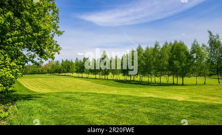 Parcours de golf situé dans le parc Bazantarnia à Siemianowice, Silésie, Pologne. Pelouse parfaitement coupée entourée d'arbres verts et frais. Rangée du bouleau tre Banque D'Images