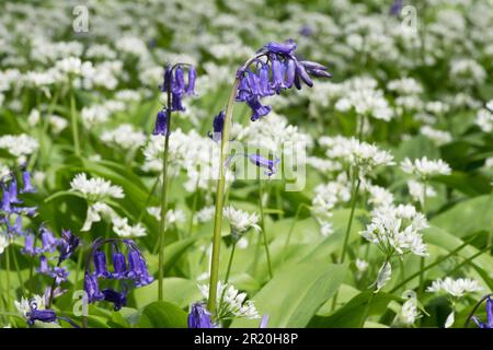 Ramsons, ail sauvage, Allium ursinum, Cowley, avec Bluebells, Jacinthoides non-scripta, grand timbre mixte, nombreuses fleurs, Sussex, avril Banque D'Images