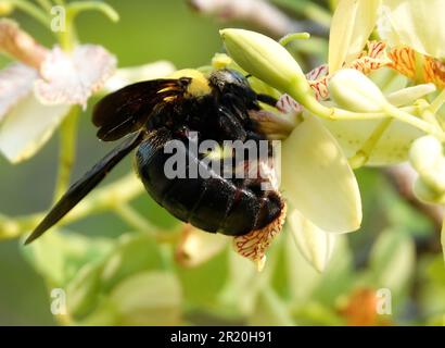 Photo macro d'une abeille Xylocopa latipes perchée au-dessus d'une fleur vibrante, son proboscis étendu comme il prend dans le doux n Banque D'Images