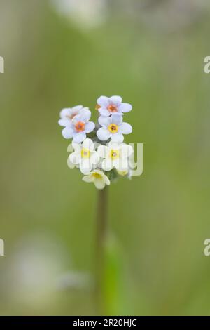 Changer oublier-moi-non, Myosotis discolor, Sussex, mai Banque D'Images