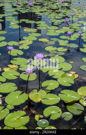 le lotus bleu ou le lotus égyptien fleurit dans une piscine de Marina Bay, à Singapour Banque D'Images