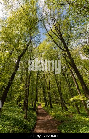 sentier forestier en grand angle wiev. Le printemps est le printemps. journée ensoleillée avec ciel bleu. Banque D'Images