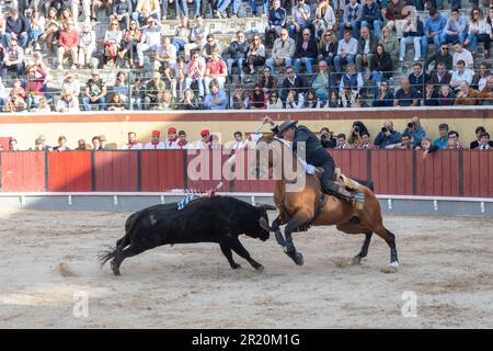 26 mars 2023 Lisbonne, Portugal: Tourada - cavaleiro à cheval contre le taureau sur l'arène en amphithéâtre Banque D'Images