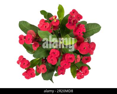 Vue de dessus de l'Euphorbia Milii avec des fleurs rouges douces et des feuilles verdoyantes isolées sur fond blanc Banque D'Images