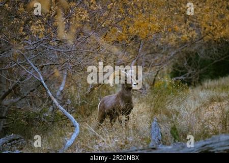 Un mouflon d'Amérique de la sierra nevada dans une forêt à la lumière du jour Banque D'Images