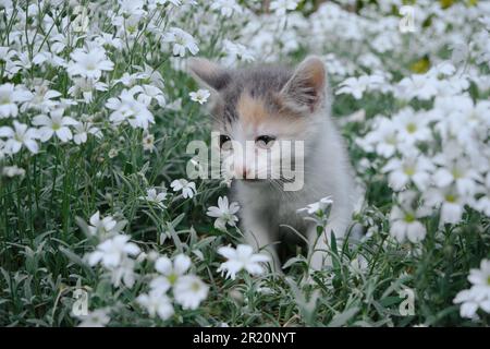 Fleurs blanc Cerastium tomentosum et chat. Le concept des animaux de compagnie et de l'environnement. Un petit tricolore marche et pose dans le jardin parmi le pl Banque D'Images