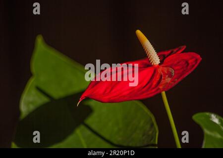 Anthurium andraeanum 14425 Banque D'Images