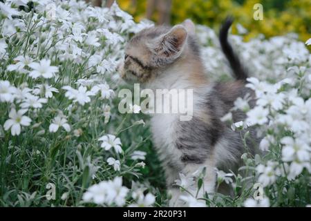 Fleurs blanc Cerastium tomentosum et chat. Le concept des animaux de compagnie et de l'environnement. Un petit tricolore marche et pose dans le jardin parmi le pl Banque D'Images