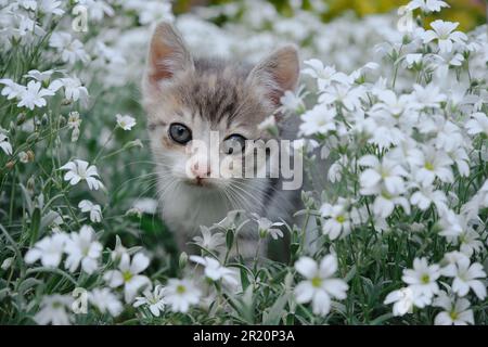 Fleurs blanc Cerastium tomentosum et chat. Le concept des animaux de compagnie et de l'environnement. Un petit tricolore marche et pose dans le jardin parmi le pl Banque D'Images