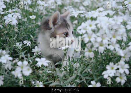 Fleurs blanc Cerastium tomentosum et chat. Le concept des animaux de compagnie et de l'environnement. Un petit tricolore marche et pose dans le jardin parmi le pl Banque D'Images