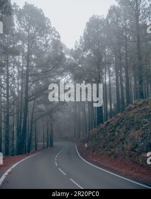 Une route de campagne pittoresque entourée d'un brouillard brumeux, avec de grands arbres bordant le bord de la route Banque D'Images