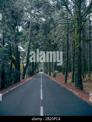Une route de campagne pittoresque entourée d'un brouillard brumeux, avec de grands arbres bordant le bord de la route Banque D'Images