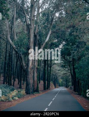 Une route de campagne pittoresque entourée d'un brouillard brumeux, avec de grands arbres bordant le bord de la route Banque D'Images