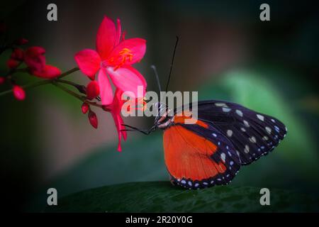 Un papillon orange vif est perché au sommet d'une fleur rose avec des points blancs Banque D'Images