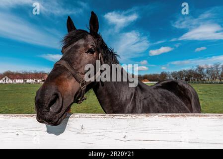 Belle jument de jeune cheval brun foncé derrière la clôture de piquetage blanc de paddock sur ranch équestre, foyer sélectif Banque D'Images