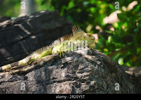 Un gros plan d'un iguana reposant sur une surface rocheuse, ses écailles vertes vibrantes brillant contre le soleil Banque D'Images