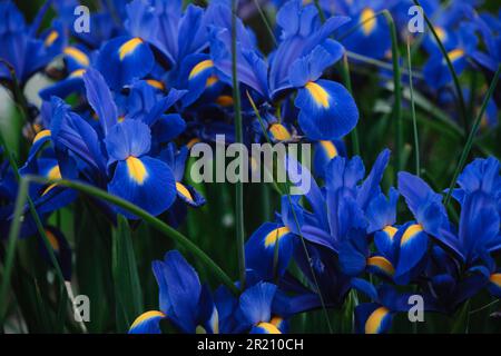 Plusieurs iris bleus avec des taches jaunes fleurissent dans un lit de fleur. Fleurs parfumées dans le jardin de printemps. Tendance pleine fleur. Faible profondeur de champ. Banque D'Images