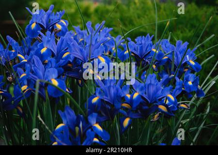 Plusieurs iris bleus avec des taches jaunes fleurissent dans un lit de fleur. Fleurs parfumées dans le jardin de printemps. Tendance pleine fleur. Faible profondeur de champ. Banque D'Images