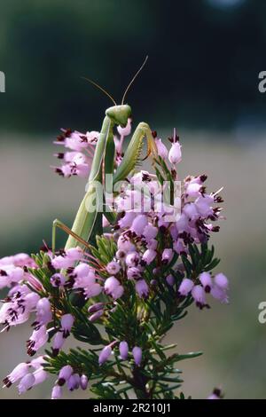 la mante de prière sur une branche de floraison de la lande canalisée Banque D'Images