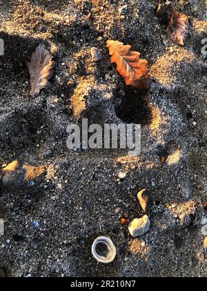 Glace sur une plage, scène de paysage d'hiver avec des feuilles gelées, et coquillages dispersés sur le sable, résumé, temps, littoral hors saison, changement climatique Banque D'Images