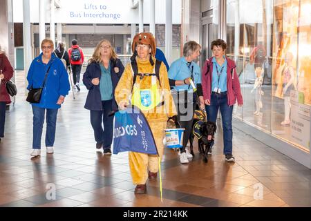 Warrington, Cheshire, Angleterre, Royaume-Uni - 16 mai 2023 - Karin nape est devenue retraité pendant sa promenade de 1000 km de John O'Groats à Lands End. Le voyage a été de recueillir suffisamment d'argent pour les chiens guides pour les aveugles. Karin a déjà élevé 25 chiens guides et a été habillé comme un Labrador géant tout au long de la randonnée. Elle se remet de deux poignets cassés et d'une chirurgie majeure. Son petit-fils est malvoyants et a besoin d'un chien-guide. Karin a reçu la Médaille de l'Empire britannique (BEM) pour ses services de scoutisme en 2019. Karin marche à travers le centre commercial Golden Square Banque D'Images