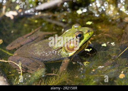 Ouaouaron américain (Lithobates catesbeianus) en gros plan d'étang Banque D'Images