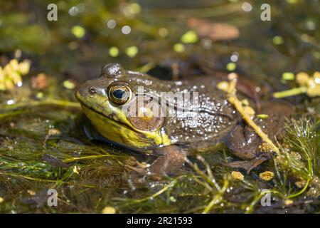 Ouaouaron américain (Lithobates catesbeianus) en gros plan d'étang. Banque D'Images