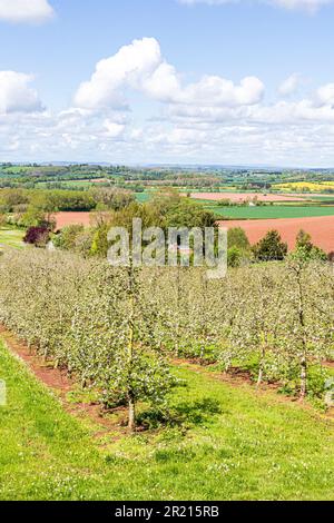 Un verger moderne aux pommes en fleur près de Castle Frome dans la vallée de la Frome, Herefordshire, Angleterre Banque D'Images