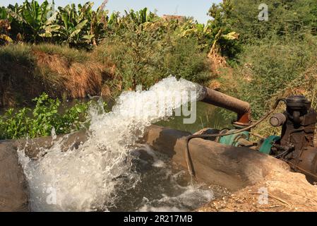 L'eau est pompée hors du Nil dans les canaux d'irrigation pour alimenter les cultures de bananes cultivées dans des plantations en haute-Égypte. Banque D'Images