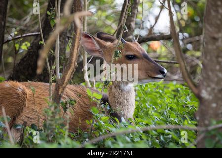 Un bushbuck, ou antilope se posant caché dans l'épaissis sur le plancher de la forêt Banque D'Images