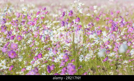Un grand champ de fleurs sauvages de Cosmos blanches et roses qui fleurit au soleil Banque D'Images