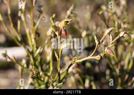 Buisson de myrtille avec fleurs (Vaccinium myrtillus) Banque D'Images