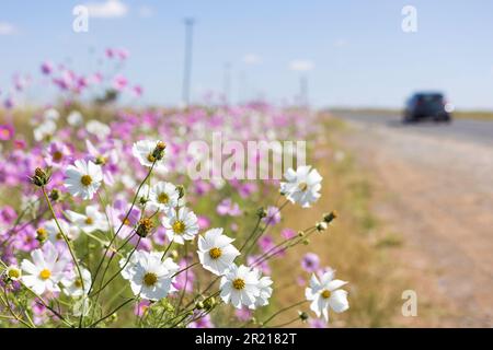 Des fleurs blanches et roses de Cosmos fleurissent sous le soleil à côté de la route avec une voiture passant Banque D'Images